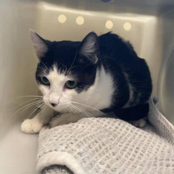 Chicken Biscuit -  Domestic Short Hair Cat for Adoption in Pasadena, California - Chicken Biscuit | PetCurious