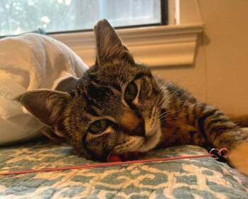 Jinx -  Tabby and Domestic Short Hair Cat Available for Adoption in Dallas, Texas - Jinx | PetCurious