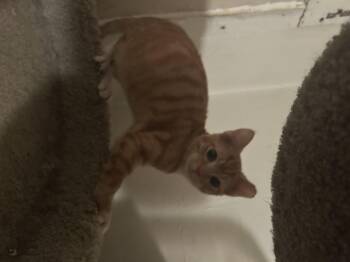 Rescue Domestic Short Hair Cats for Adoption in Parma Heights, Ohio - Greyhound | PetCurious