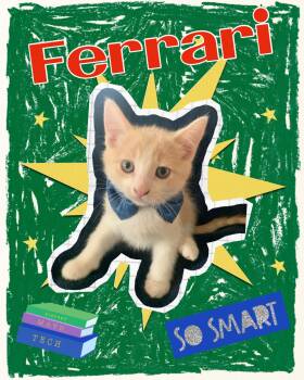 Ferrari -  Tabby Cat for Adoption in Pasco, Washington - Ferrari | PetCurious