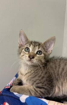 Scooter -  Domestic Short Hair Cat for Adoption in Picayune, Mississippi - Scooter | PetCurious