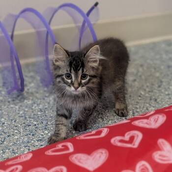 Elliot -  Domestic Short Hair Cat for Adoption in Prairie Du Chien, Wisconsin - Elliot | PetCurious