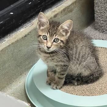 Rascal (Pre adopt) -  Domestic Short Hair Cat for Adoption in Palmetto, Florida - Rascal (Pre Adopt) | PetCurious