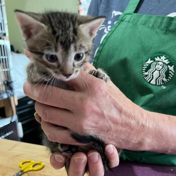 Domestic Short Hair Cats Available for Adoption in San Antonio, Texas - Smokey | PetCurious