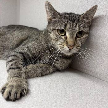Domestic Short Hair Cats Available for Adoption in Pittsburgh, Pennsylvania - Stitch | PetCurious