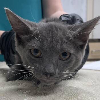 Cheese -  Domestic Short Hair Cat for Adoption in Lakeland, Florida - Cheese | PetCurious