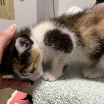 Miss Mary Mack -  Domestic Short Hair Cat Available for Adoption in York, Pennsylvania - Miss Mary Mack | PetCurious