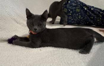 Pop -  Domestic Short Hair Cat for Adoption in Minneapolis, Minnesota - Pop | PetCurious
