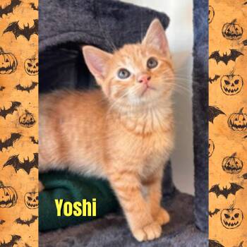 Yoshi -  Domestic Short Hair Cat for Adoption in Red Lodge, Montana - Yoshi | PetCurious