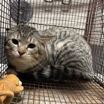Bentley -  Domestic Short Hair Cat Available for Adoption in Yuma, Arizona - Bentley | PetCurious