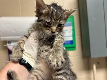 DOVE -  Domestic Short Hair Cat for Adoption in Ocala, Florida - DOVE | PetCurious