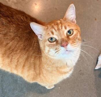 Domestic Short Hair Cats Available for Adoption in Leesburg, Virginia - PHOENIX | PetCurious