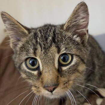 Elliot -  Domestic Short Hair Cat for Adoption in Zanesville, Ohio - Elliot | PetCurious