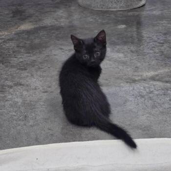 Arabella -  Domestic Short Hair Cat for Adoption in Fairmont, West Virginia - Arabella | PetCurious