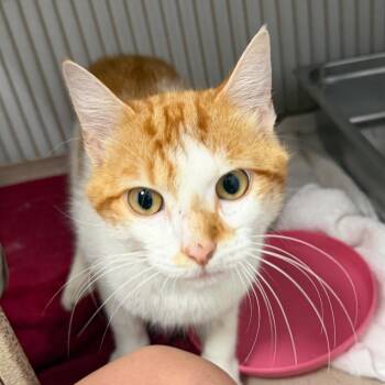 Bobby -  Domestic Short Hair Cat for Adoption in Blairsville, Georgia - Bobby | PetCurious