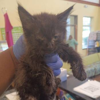 Kroger -  Domestic Short Hair Cat for Adoption in Lynchburg, Virginia - Kroger | PetCurious