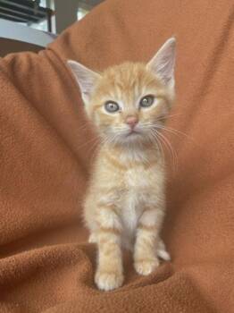Bounty -  Domestic Short Hair Cat for Adoption in Columbus, Indiana - Bounty | PetCurious