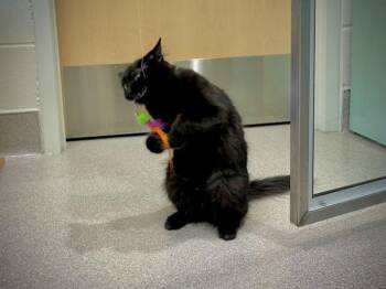 Independence -  Domestic Medium Hair Cat for Adoption in Portland, Oregon - Independence | PetCurious