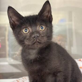 Pumbaa -  Domestic Short Hair Cat for Adoption in League City, Texas - Pumbaa | PetCurious