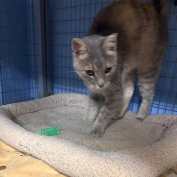 Glenda -  American Shorthair Cat for Adoption in Tipton, Iowa - Glenda | PetCurious