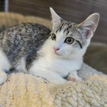 Rescue Domestic Short Hair Cats for Adoption in Dallas, Texas - Mercury | PetCurious
