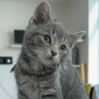 Simon -  Domestic Short Hair Cat for Adoption in New Albany, Ohio - Simon | PetCurious