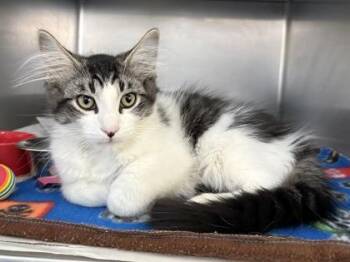 Ooie -  Domestic Medium Hair and Domestic Short Hair Cat for Adoption in Woodbury, Minnesota - Ooie | PetCurious