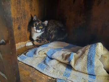 Kimchi -  Domestic Short Hair Cat for Adoption in Kalamazoo, Michigan - Kimchi | PetCurious