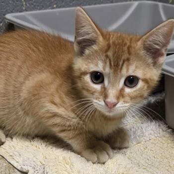 Domestic Short Hair Cats Available for Adoption in Gainesville, Texas - Okie-Doke | PetCurious