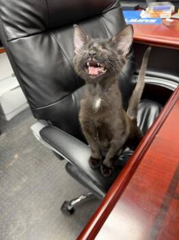 Dory Luciana Martha -  Domestic Short Hair Cat for Adoption in Rome, Georgia - Dory Luciana Martha | PetCurious