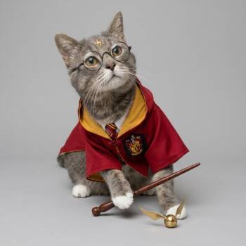 Harry Pawter -  Domestic Short Hair Cat for Adoption in Houston, Texas - Harry Pawter | PetCurious