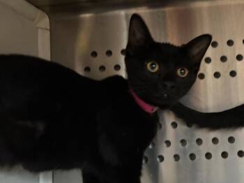 Guppy -  Domestic Short Hair Cat for Adoption in Powell, Ohio - Guppy | PetCurious