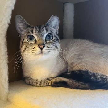 Siamese and Tabby Cats Available for Adoption in Bethel, Connecticut - Emmi | PetCurious