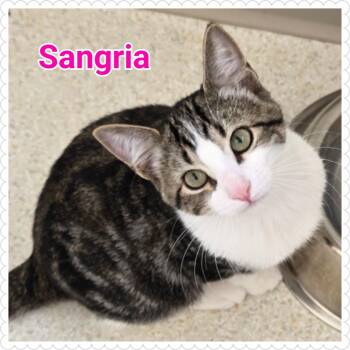 Rescue Domestic Short Hair Cats for Adoption in North Saint Paul, Minnesota - Sangria | PetCurious