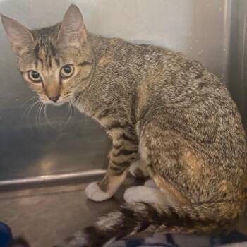 Lucy -  Domestic Short Hair Cat for Adoption in Spokane, Washington - Lucy | PetCurious