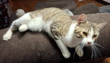 Felix -  Domestic Short Hair Cat for Adoption in Pocatello, Idaho - Felix | PetCurious