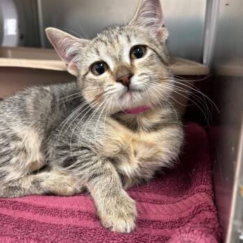Kahlua -  Domestic Short Hair Cat for Adoption in Lakeland, Florida - Kahlua | PetCurious