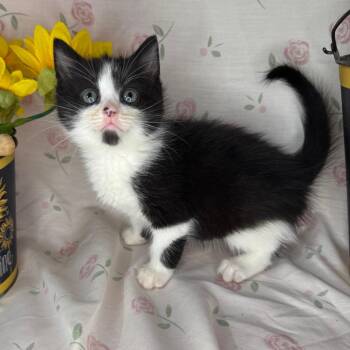 American Shorthair and Domestic Short Hair Cats Available for Adoption in Mount Vernon, Illinois - Troy | PetCurious