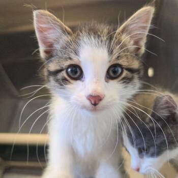 Domestic Short Hair Cats Available for Adoption in Rock Falls, Illinois - William | PetCurious