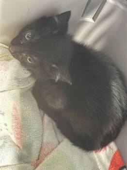 A1265416 -  Domestic Short Hair Cat Available for Adoption in Charlotte, North Carolina - A1265416 | PetCurious