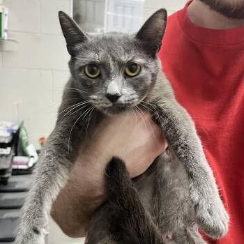 Bonnie -  Domestic Short Hair Cat for Adoption in Birmingham, Alabama - Bonnie | PetCurious