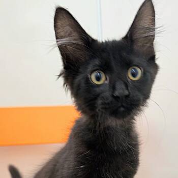 Marlin -  Domestic Medium Hair Cat for Adoption in Cumming, Georgia - Marlin | PetCurious