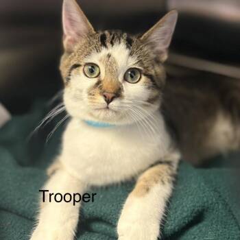 Trooper -  Domestic Short Hair Cat for Adoption in Knoxville, Tennessee - Trooper | PetCurious