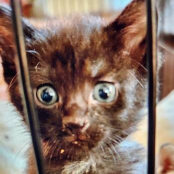 Rescue Domestic Short Hair Cats for Adoption - Vada | PetCurious