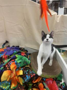 Rescue American Shorthair Cats for Adoption in Marble Falls, Texas - Crowley | PetCurious