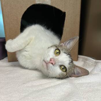 Bee -  Domestic Short Hair Cat for Adoption in Lindon, Utah - Bee | PetCurious