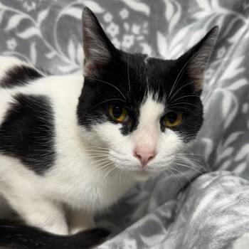 Rescue Domestic Short Hair Cats for Adoption in Hackett, Arkansas - Alice | PetCurious