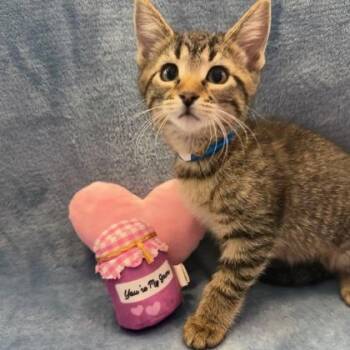 Domestic Short Hair Cats Available for Adoption in Janesville, Wisconsin - Winter | PetCurious