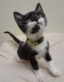 Artemis -  Domestic Short Hair Cat for Adoption in Fremont, Ohio - Artemis | PetCurious