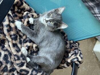 Rescue Domestic Short Hair Cats for Adoption in Richmond, Virginia - Minerva Louise | PetCurious